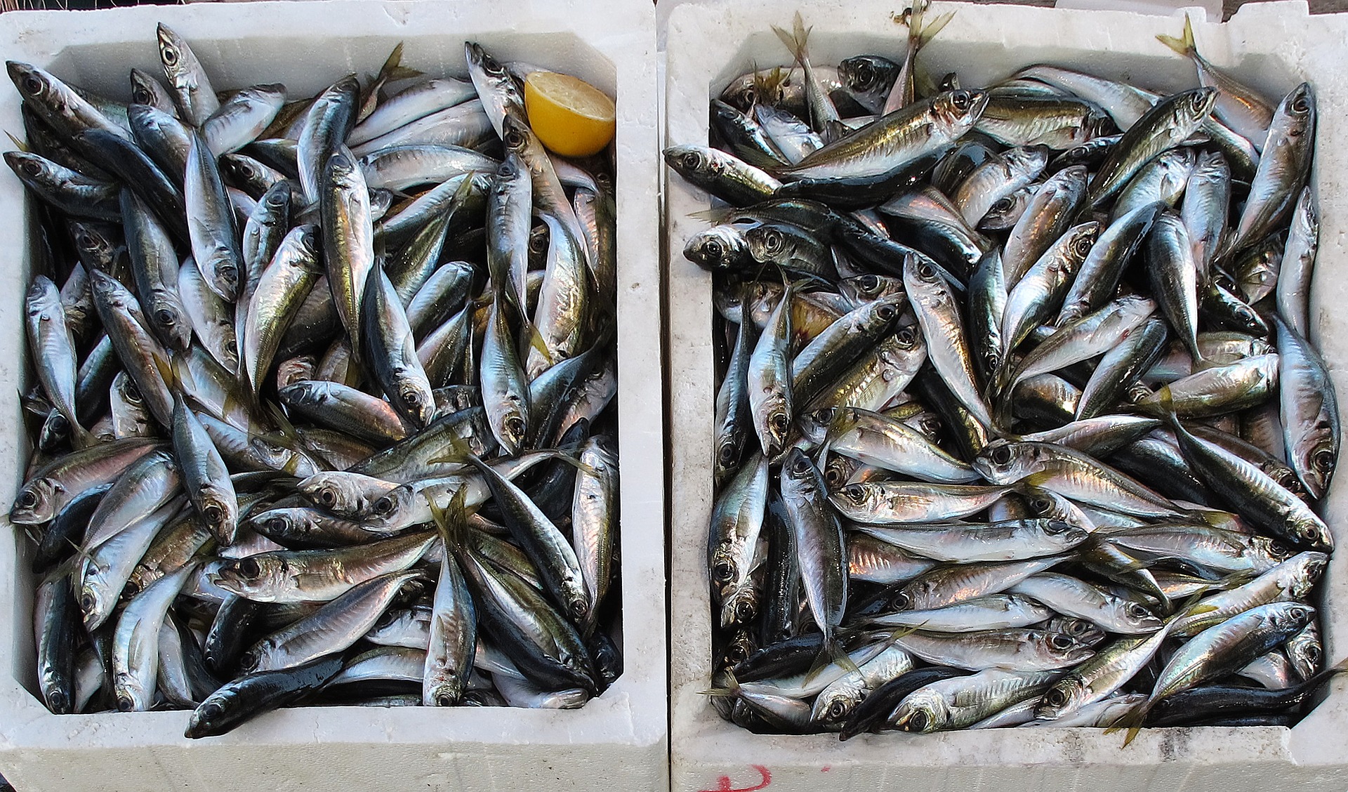 Вылов рыбы в Мурманске упал в конце года