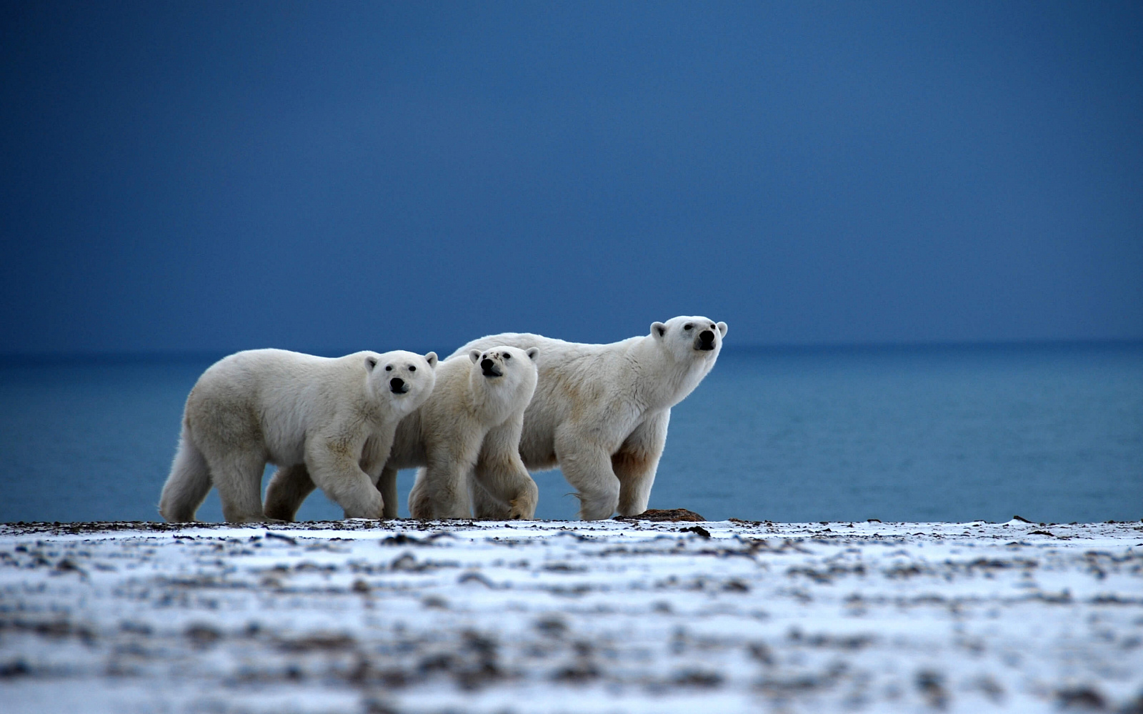 В Якутии создадут заповедник для белых медведей