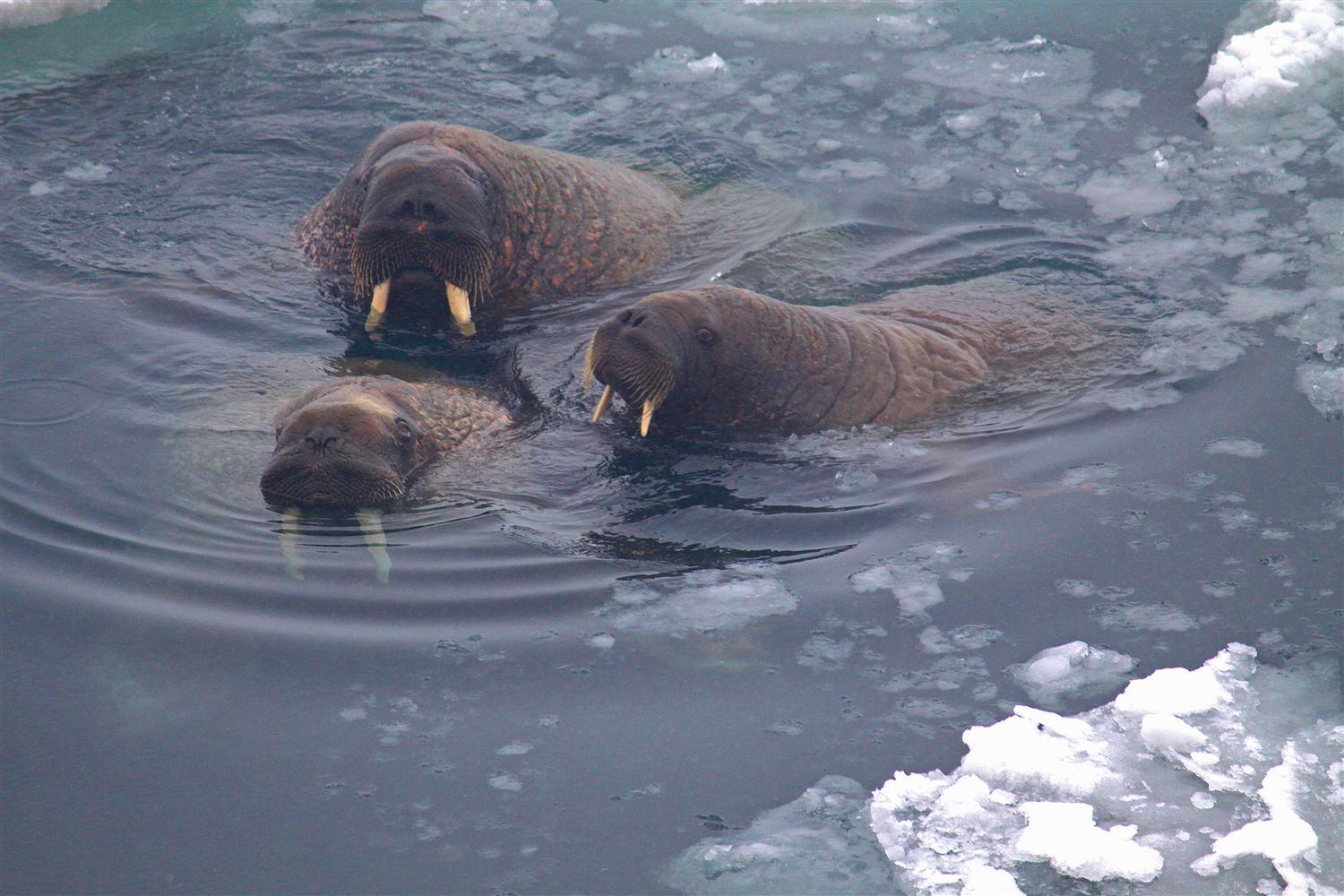 «Русская Арктика» и WWF России займутся сохранением атлантических моржей