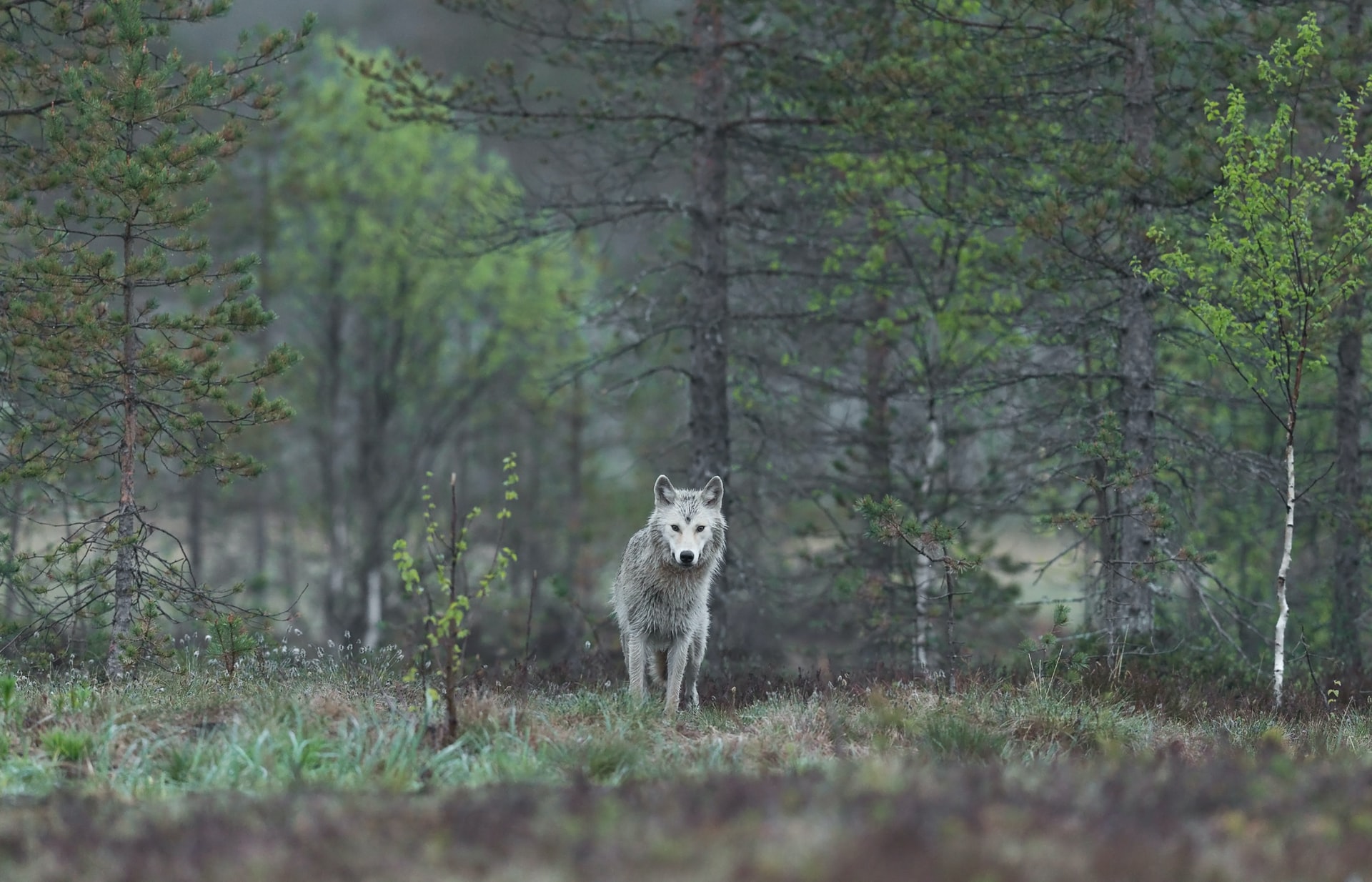 В Финляндии насчитали всего 290 волков