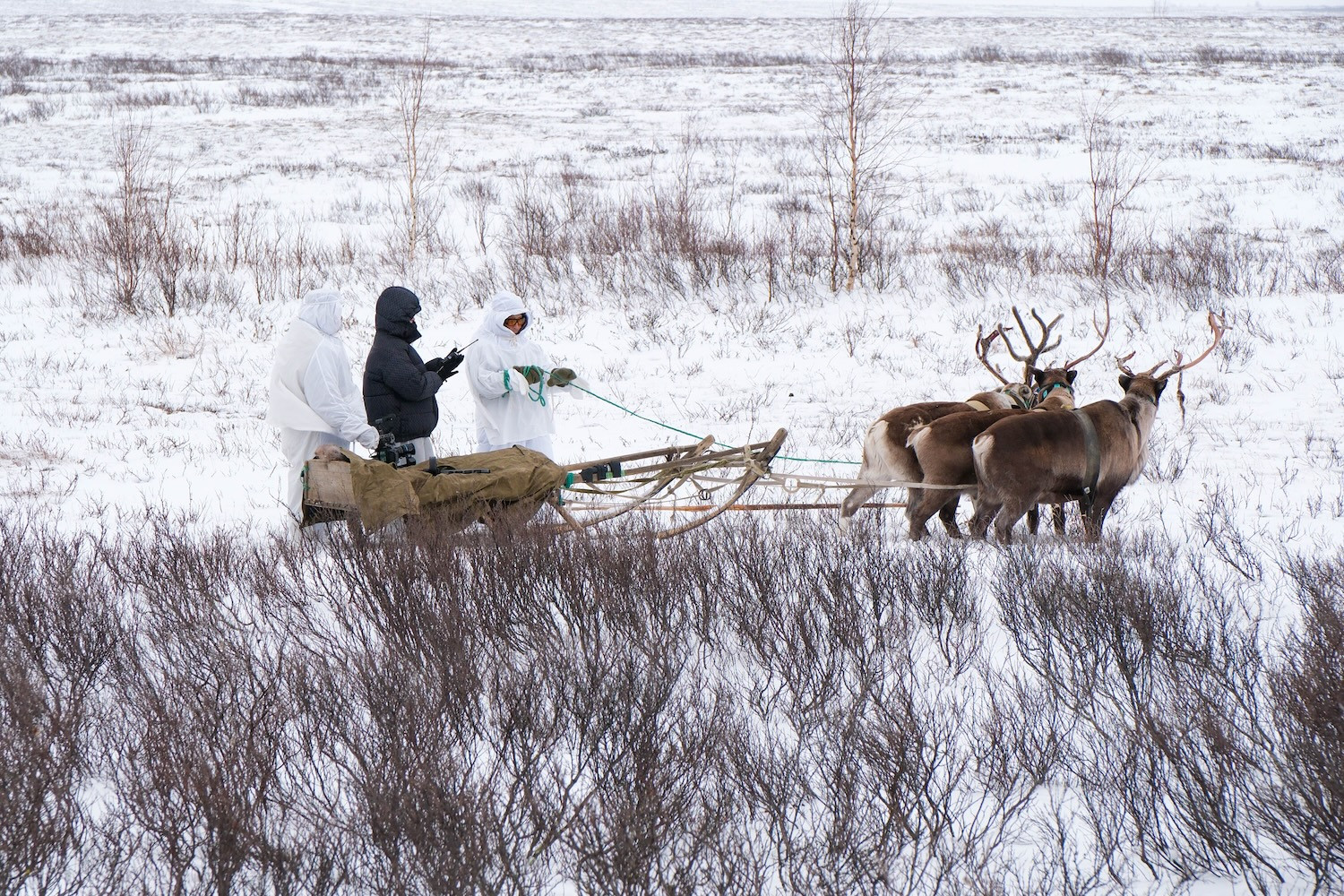 Фильм «Тропой оленьего подвига» об оленно-транспортных батальонах НАО начал побеждать на фестивалях