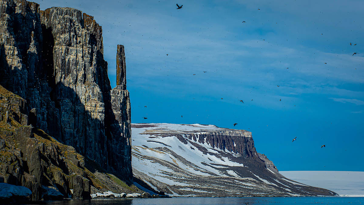 На Шпицбергене возросло разнообразие птиц: за последние 40 лет на архипелаге появилось 77 новых видов орнитофауны