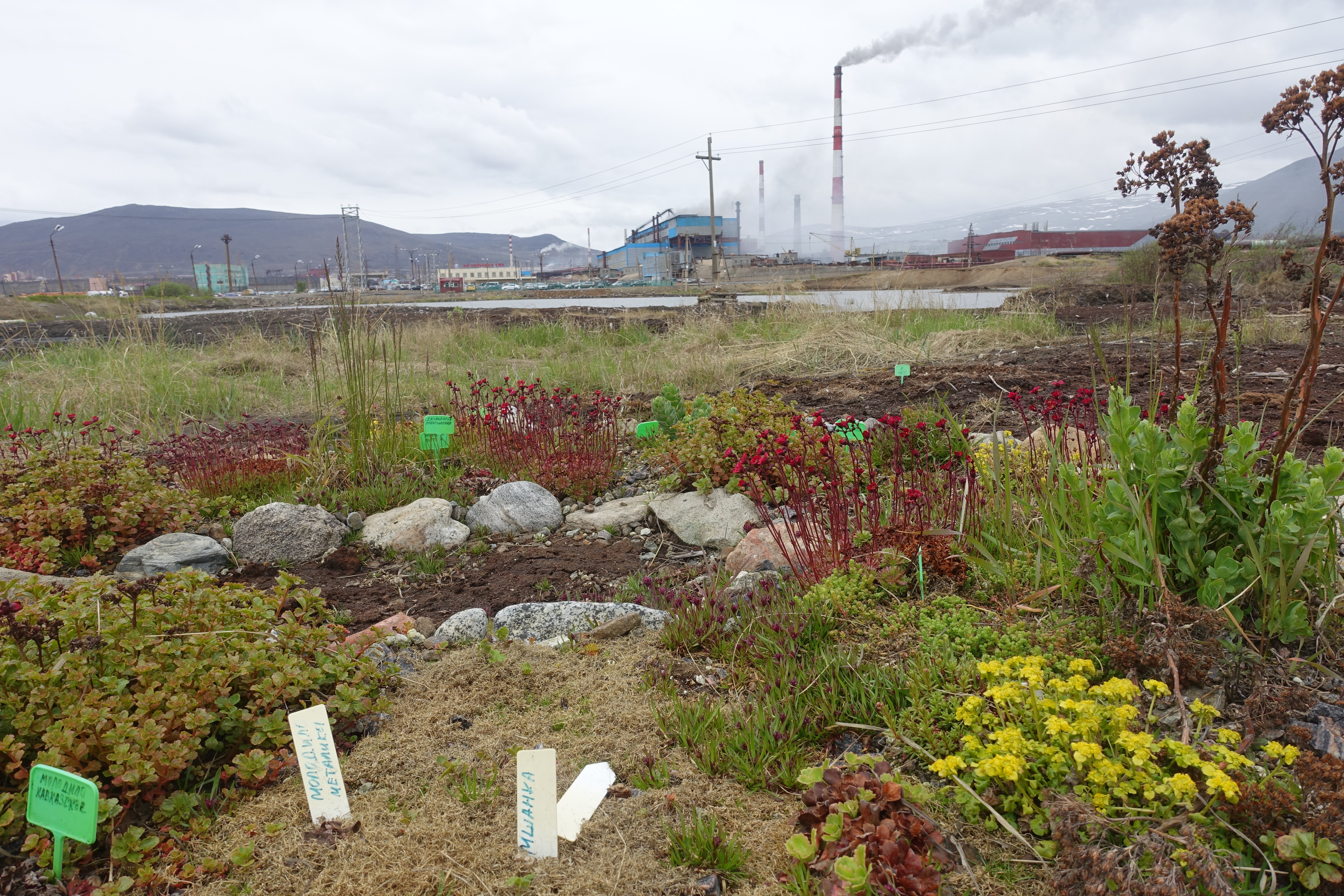 Газоны в Арктике: заполярные ученые выращивают яркую зелень на промышленных отходах
