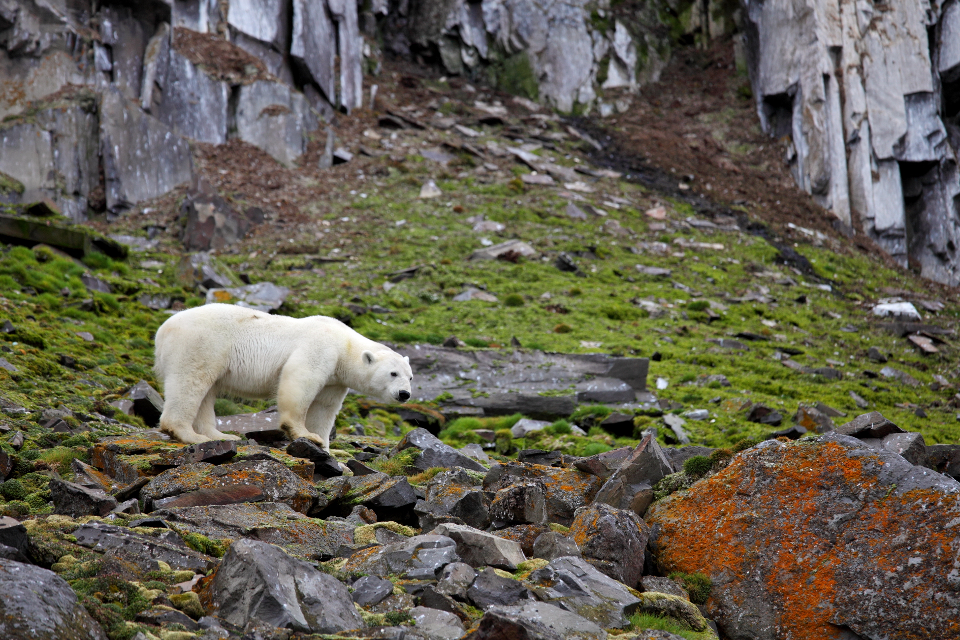 В Якутии снимают фильм о жизни семьи среди белых медведей