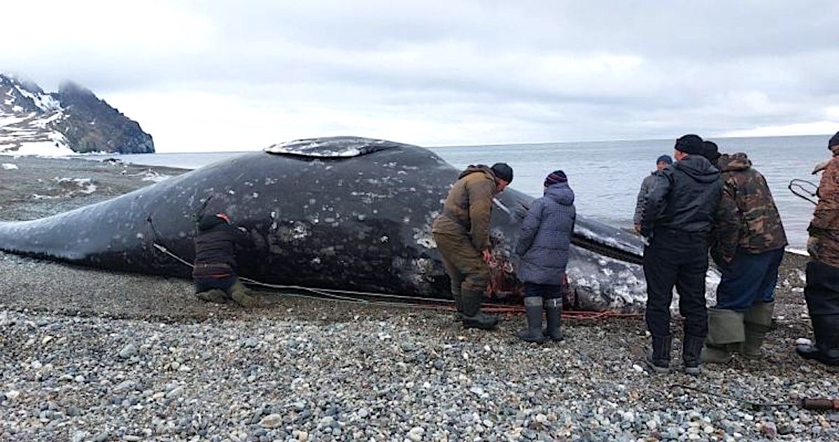 Китобойный сезон открыли на восточной Чукотке: морзверобои добыли первого кита 