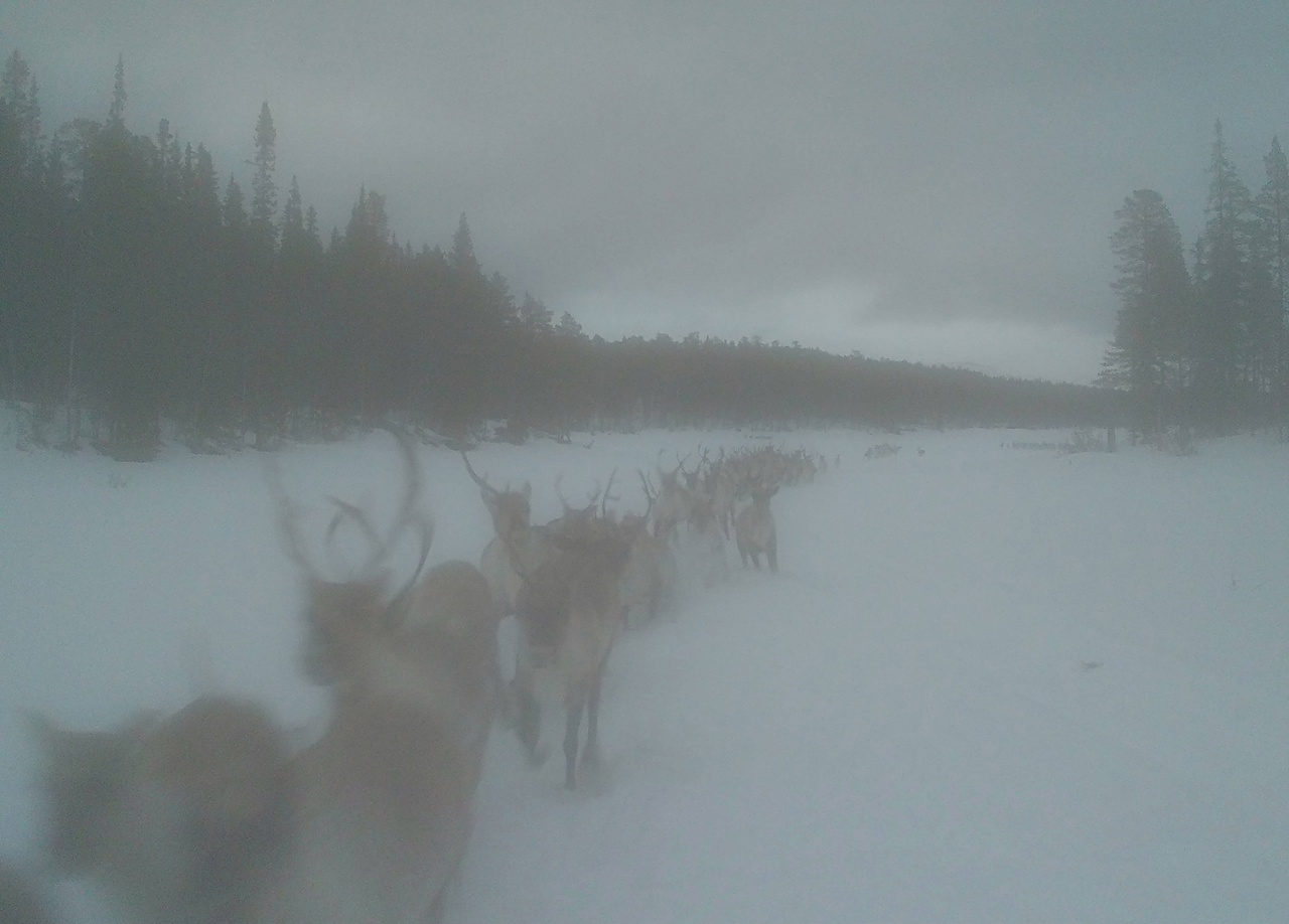 Почувствовать себя оленем можно с помощью камеры-фотоловушки, установленной в Лапландском заповеднике Почувствовать себя оленем можно с помощью камеры-фотоловушки, установленной в Лапландском заповеднике