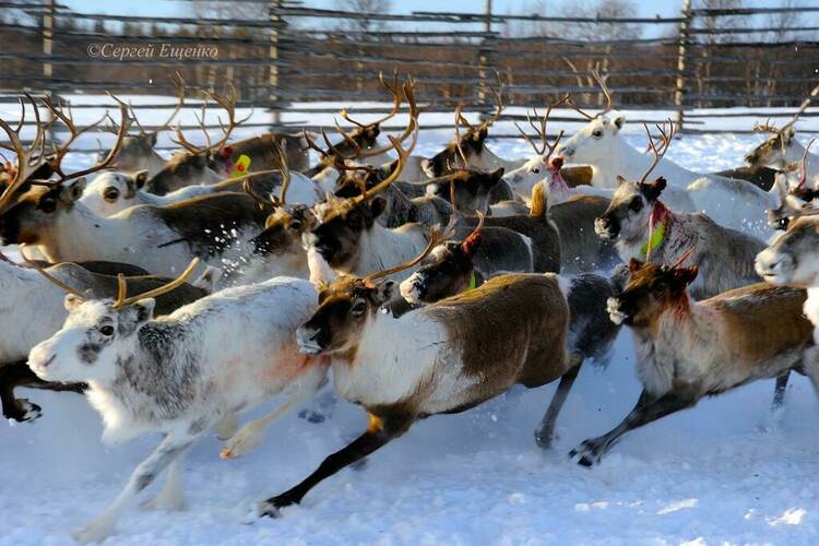 Пробную партию мурманской оленины отправили в Финляндию