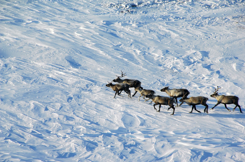 В Нижнем Приобье участились встречи с лосями и росомахами