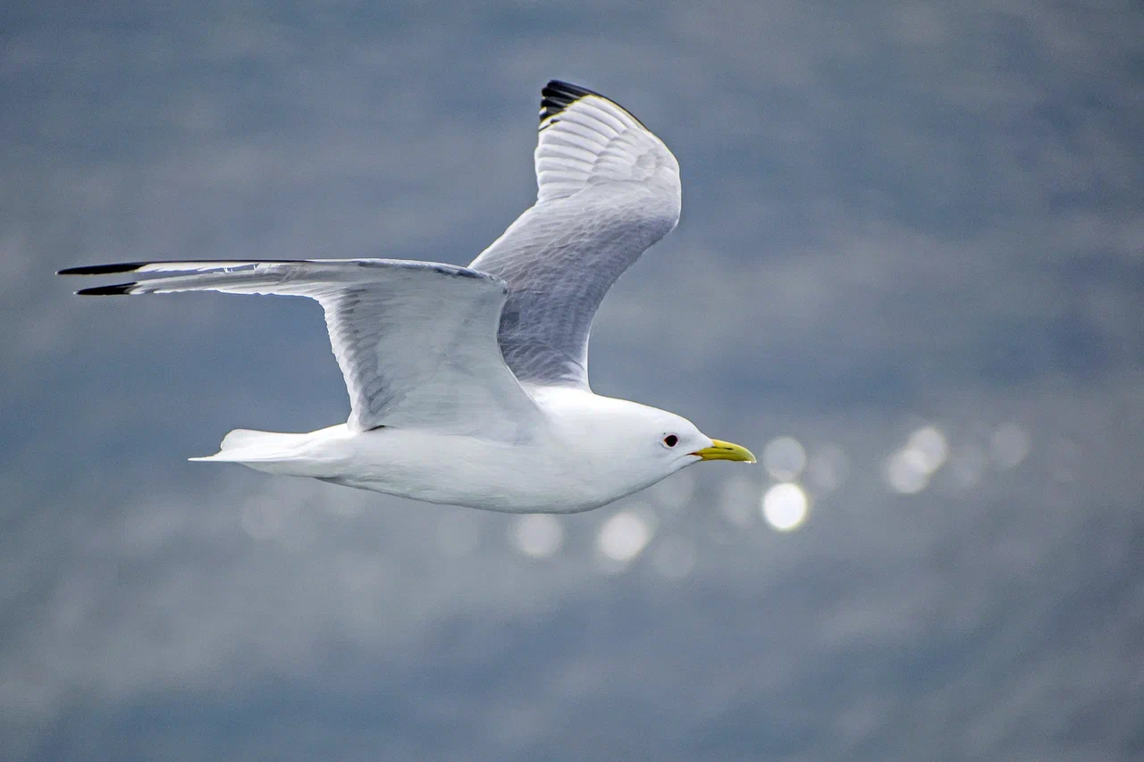 Чайки: символ водных стихий