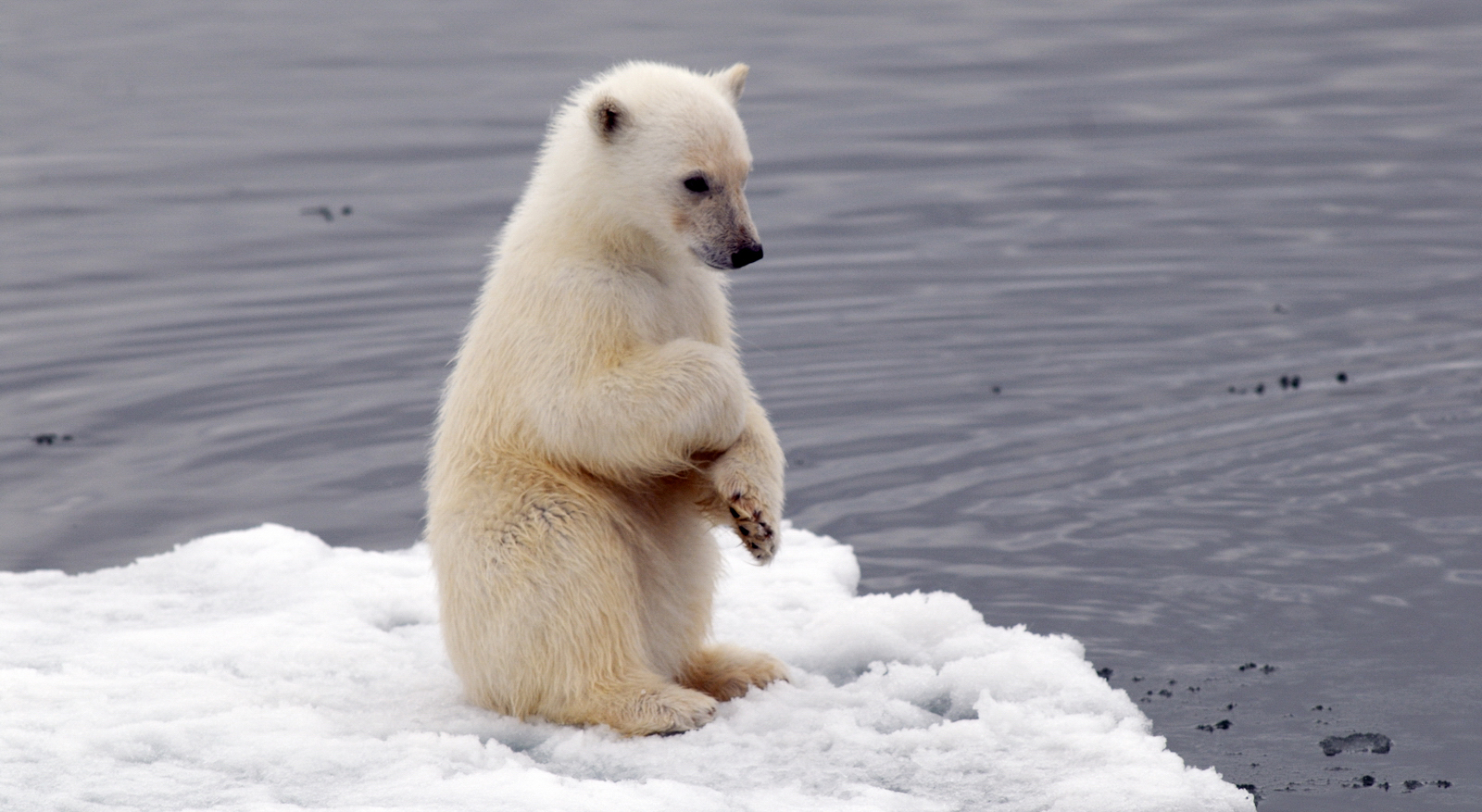 Сегодня – день медведя: в Арктике есть и белые, и бурые, беречь по возможности надо всех
