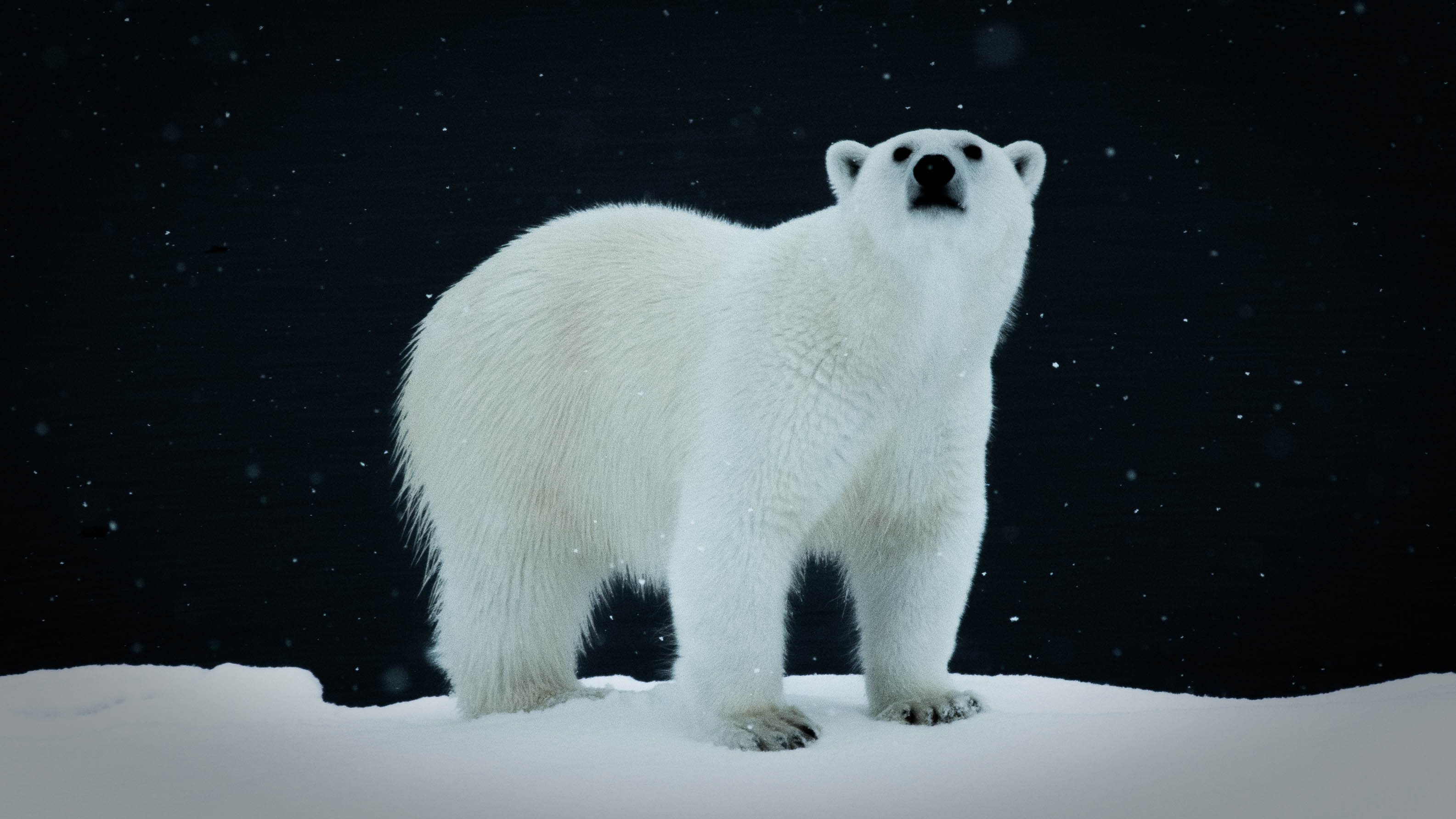 Новости науки: белые медведи на Шпицбергене толстеют, несмотря на таяние арктического льда, за которым наблюдают учёные 