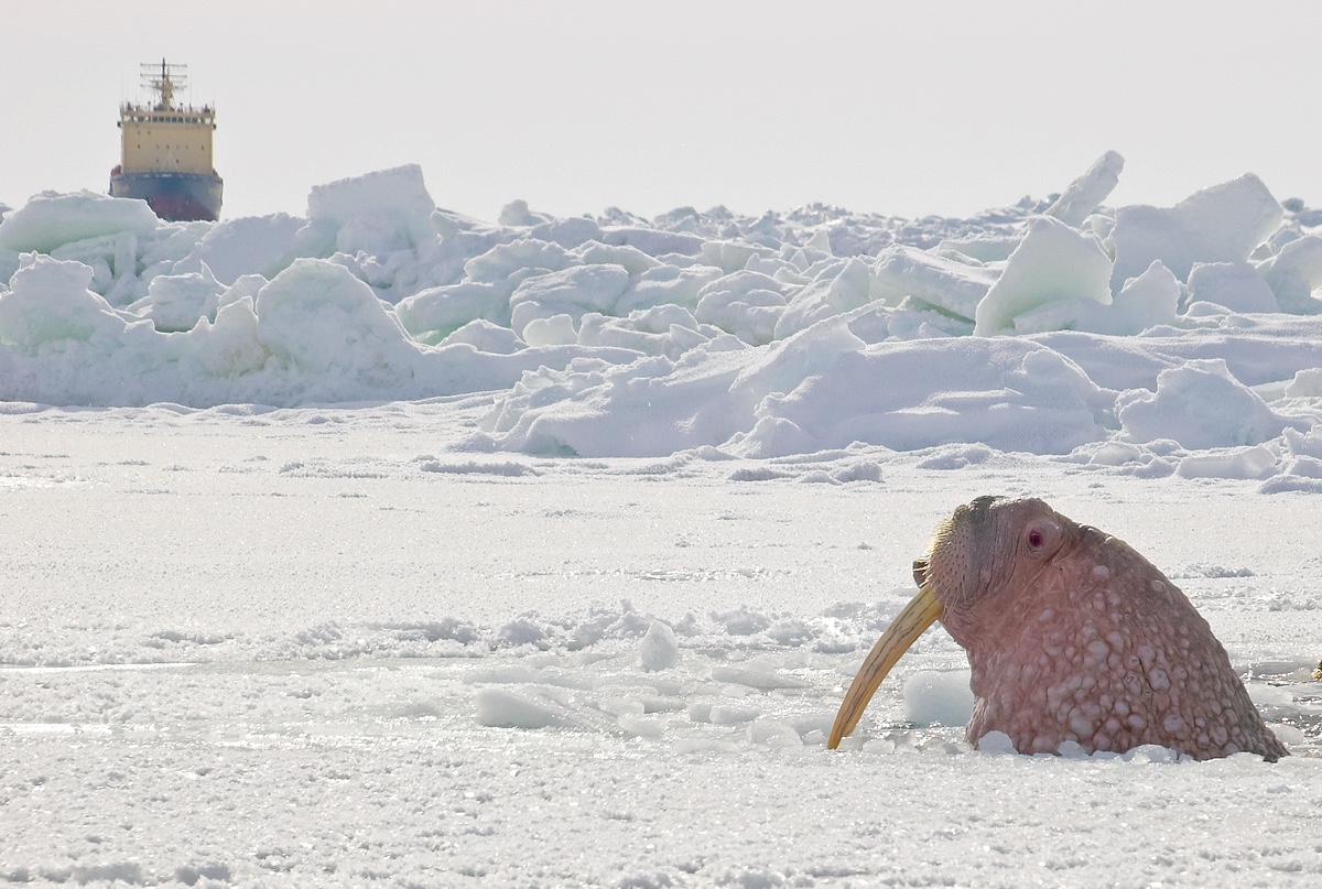 Правительство создает экспериментальный режим эксплуатации воздушных беспилотников на Севморпути и в Арктике 