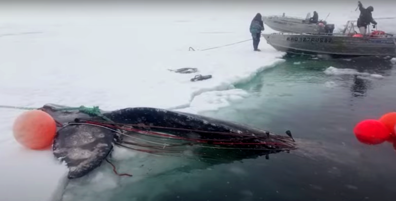Итоги 2023 года подвели морские охотники Чукотки: лучшими стали китобои из Лорино