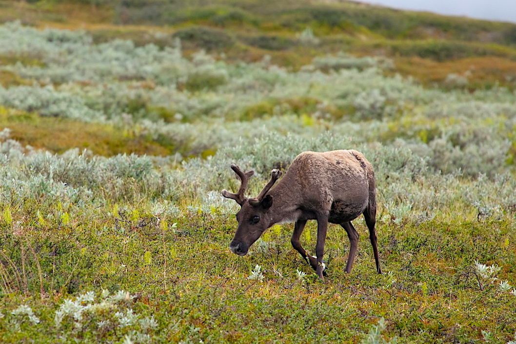 Несколько любопытных фактов об олене в День дикого северного оленя
