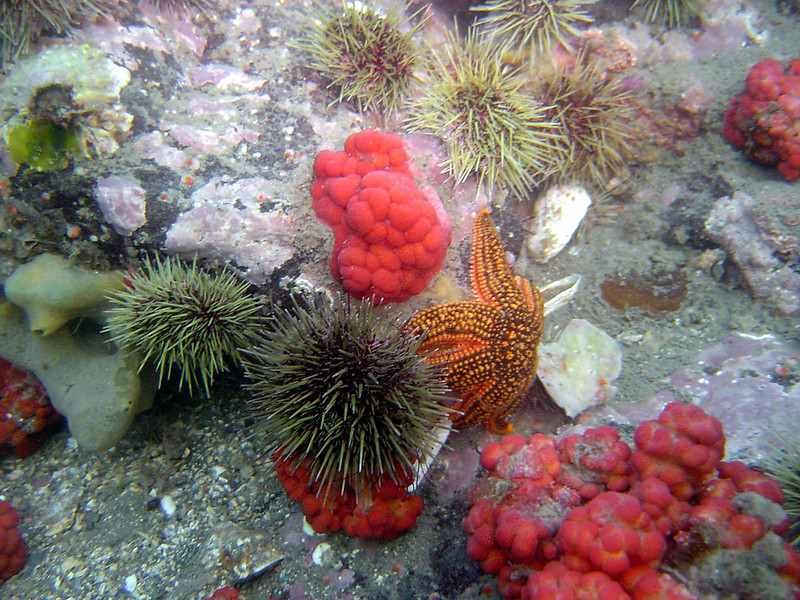 Кораллы Баренцева моря взяты под защиту