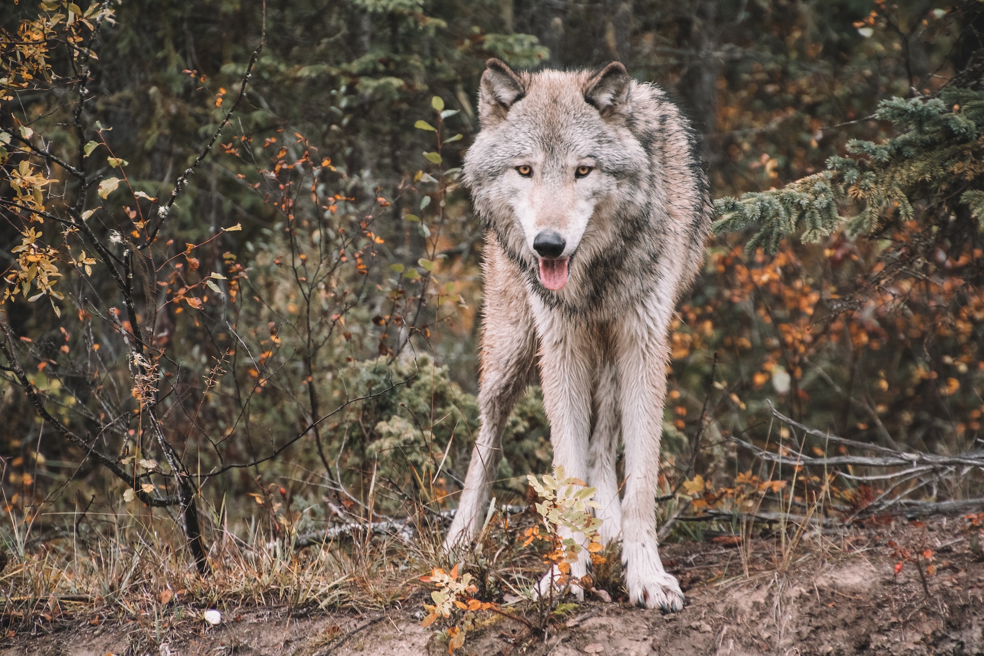 Жители острова Врангеля не признают волков исчезающим видом
