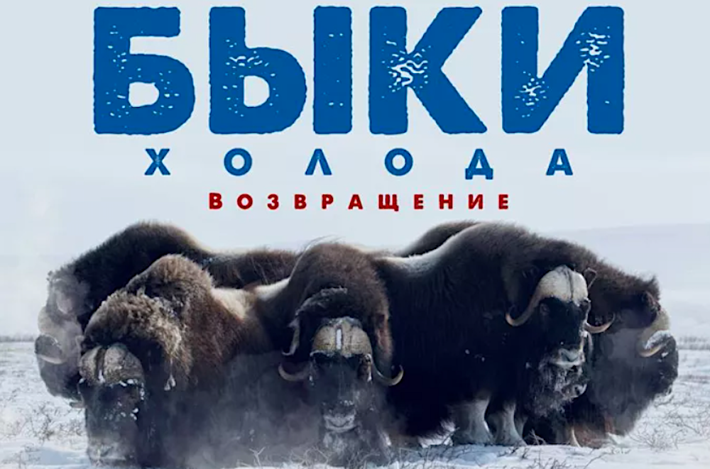 29 мая в Якутии состоится премьера документального фильма «Быки холода. Возвращение» о реинтродукции овцебыков и бизонов 29 мая в Якутии состоится премьера документального фильма «Быки холода. Возвращение» о реинтродукции овцебыков и бизонов