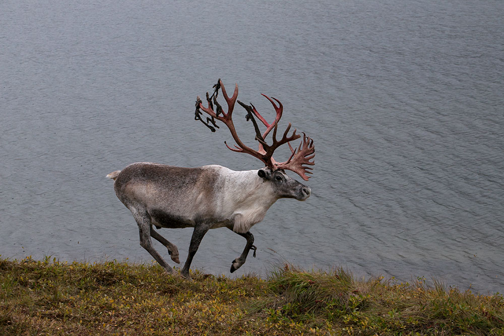 Проблемы кочевой культуры обсудят на V съезде оленеводов России в Анадыре с 15 по 21 августа