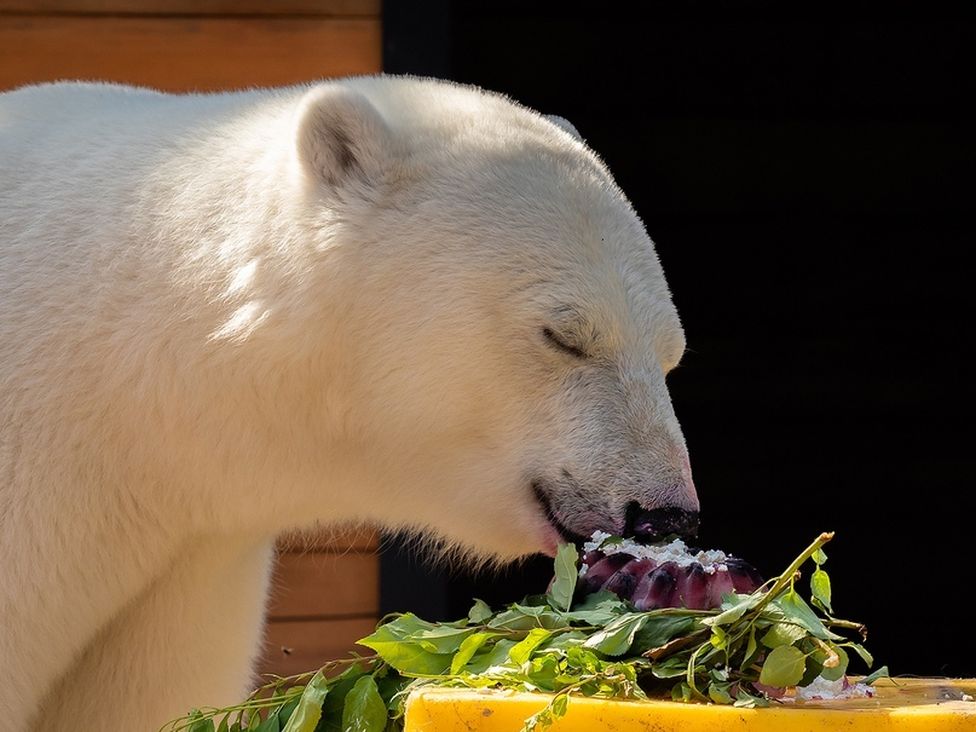 В красноярском зоопарке организуют центр по спасению белых медвежат