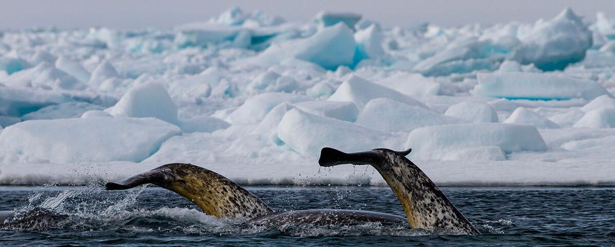 Нарвалы: таинственные морские единороги