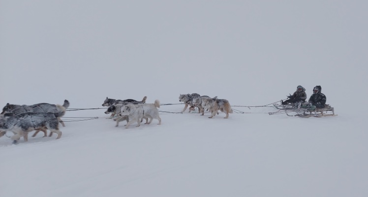 На востоке Чукотки прошла скоростная гонка на собачьих упряжках