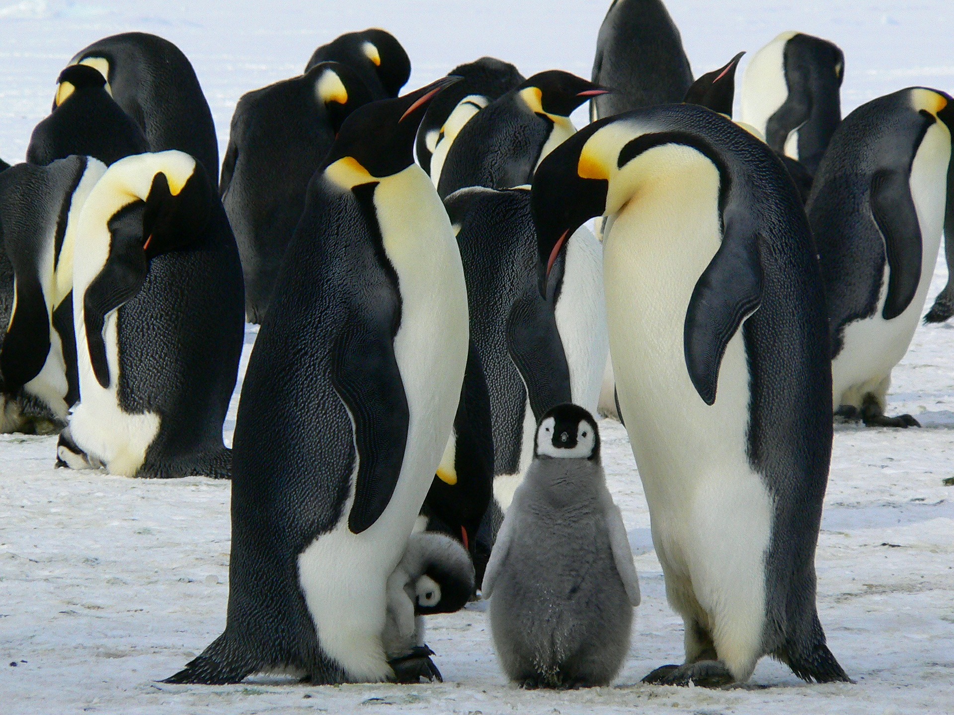 Где может жить пингвин: в Арктике или Антарктиде?