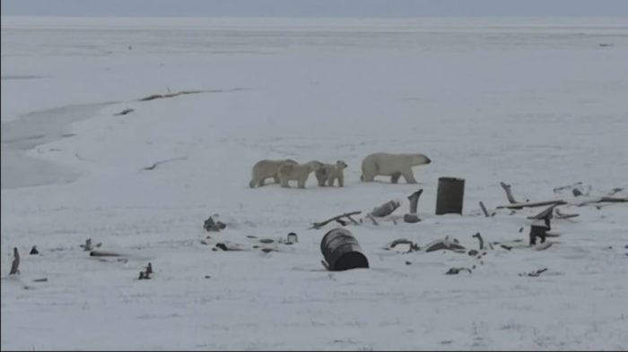 На побережье Якутии люди нашли многодетную белую медведицу