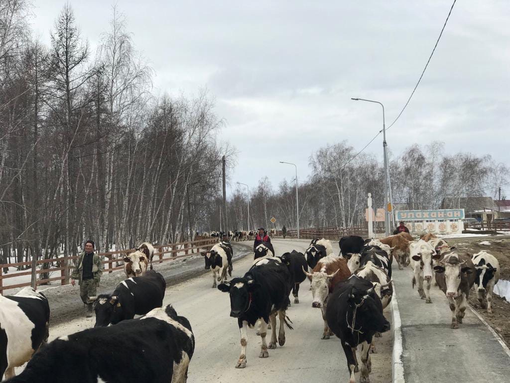 Якутские сайылычники выгонят из стойла 42 тысячи животных