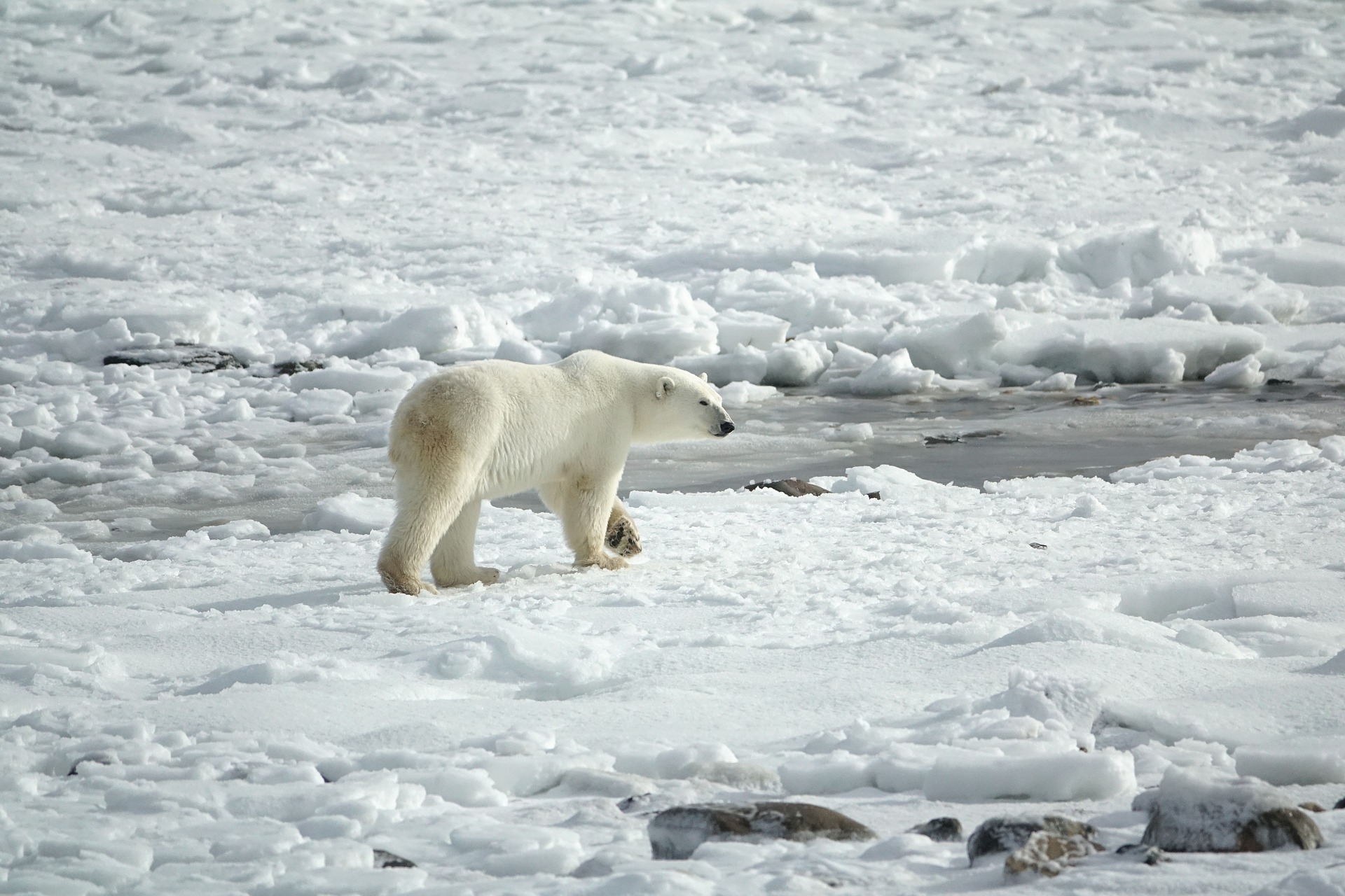 Арктика сегодня: перемены в Минвостокразвития и границы АЗРФ