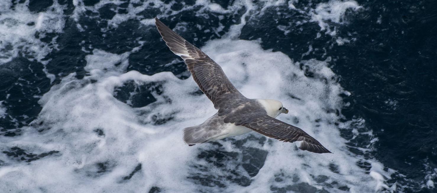 Морские птицы Баренцева моря