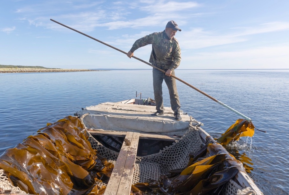 Из водорослей Белого моря специалисты САФУ получили целлюлозу и новый прочный материал для изготовления фильтров и этикеток