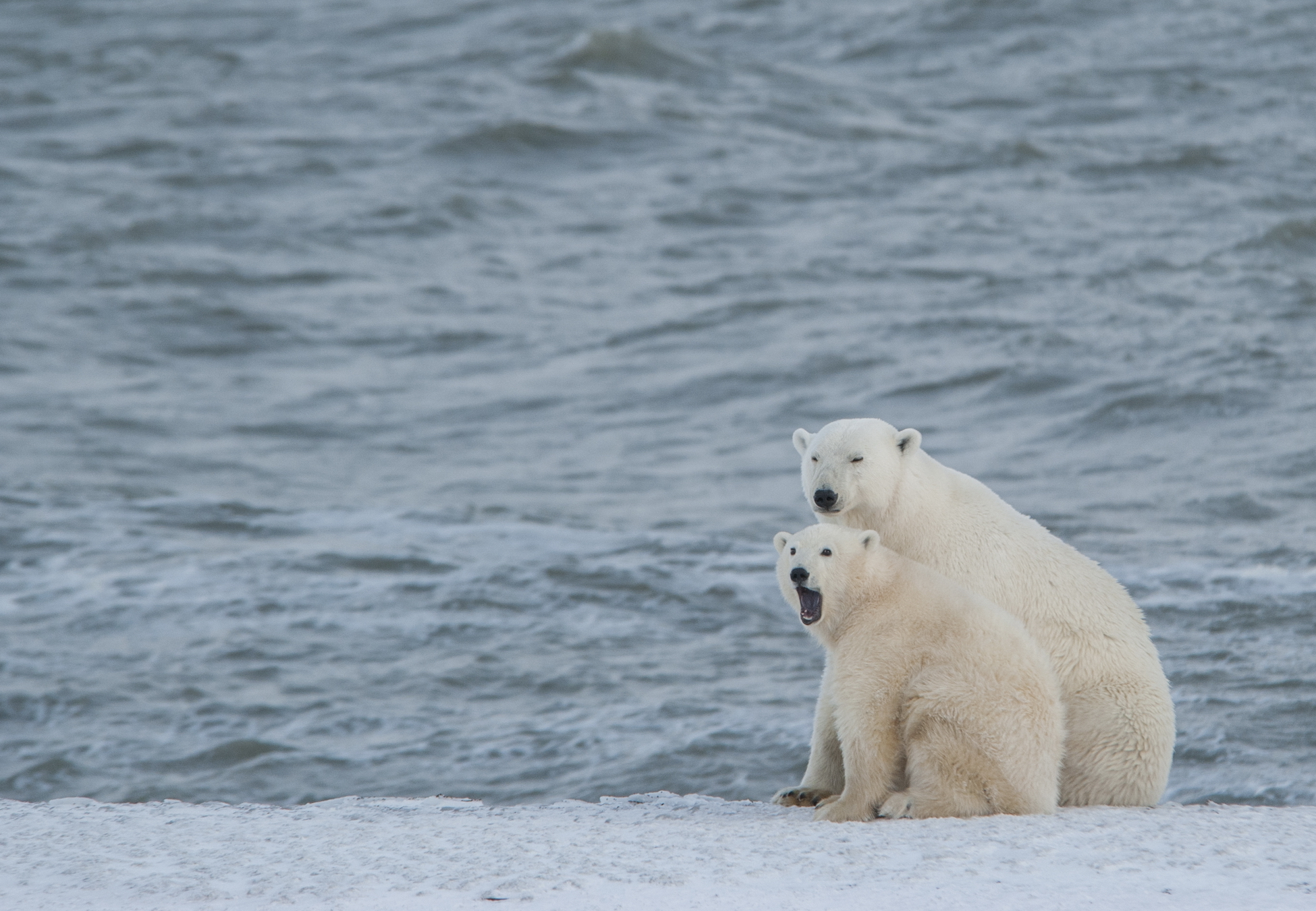 Полярные медведи проявили меркантильный интерес к ледоколу «Сибирь»