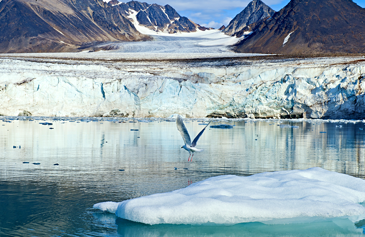 90% птиц в Арктике и 97% – в Антарктике оказались «носителями» микропластика