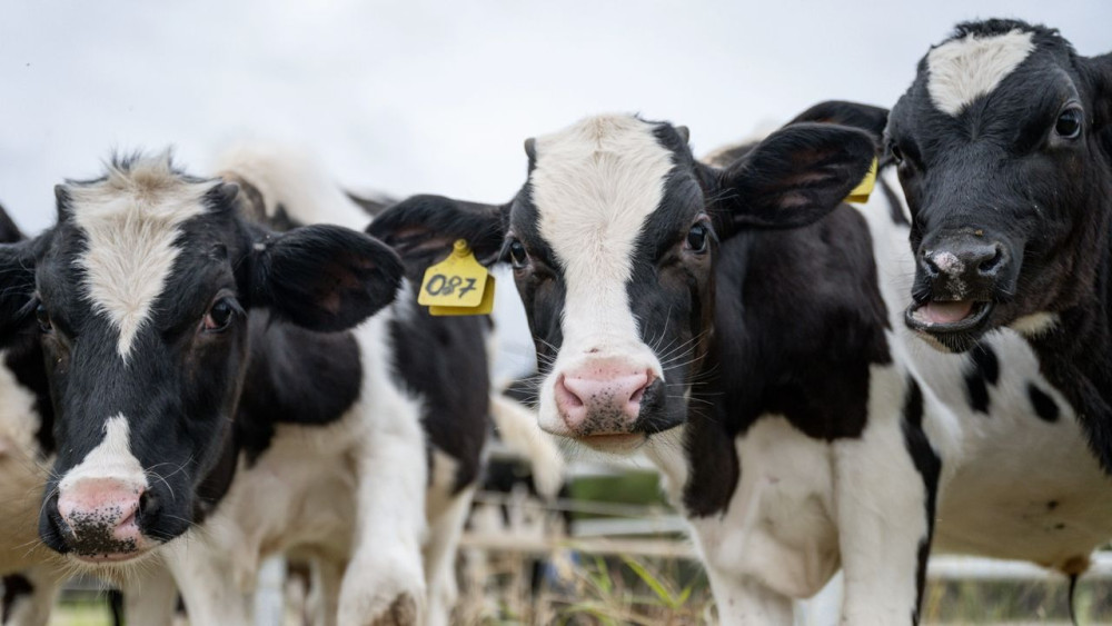 В ЯНАО основными потребителями местной молочной продукции остаются детские сады
