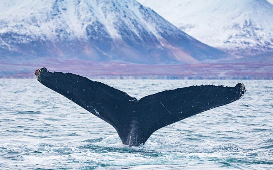 На Чукотке специалисты нацпарка «Берингия» пересчитали хвосты горбатых китов: их в этом сезоне – 90  
