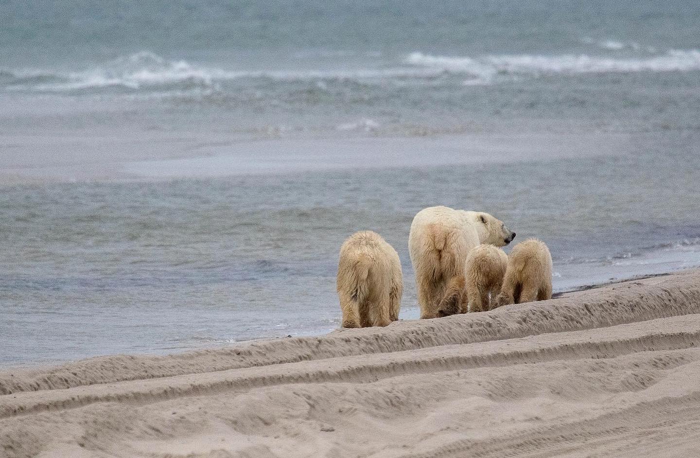 Ямальских медведей лишили деликатесов и депортировали на край света