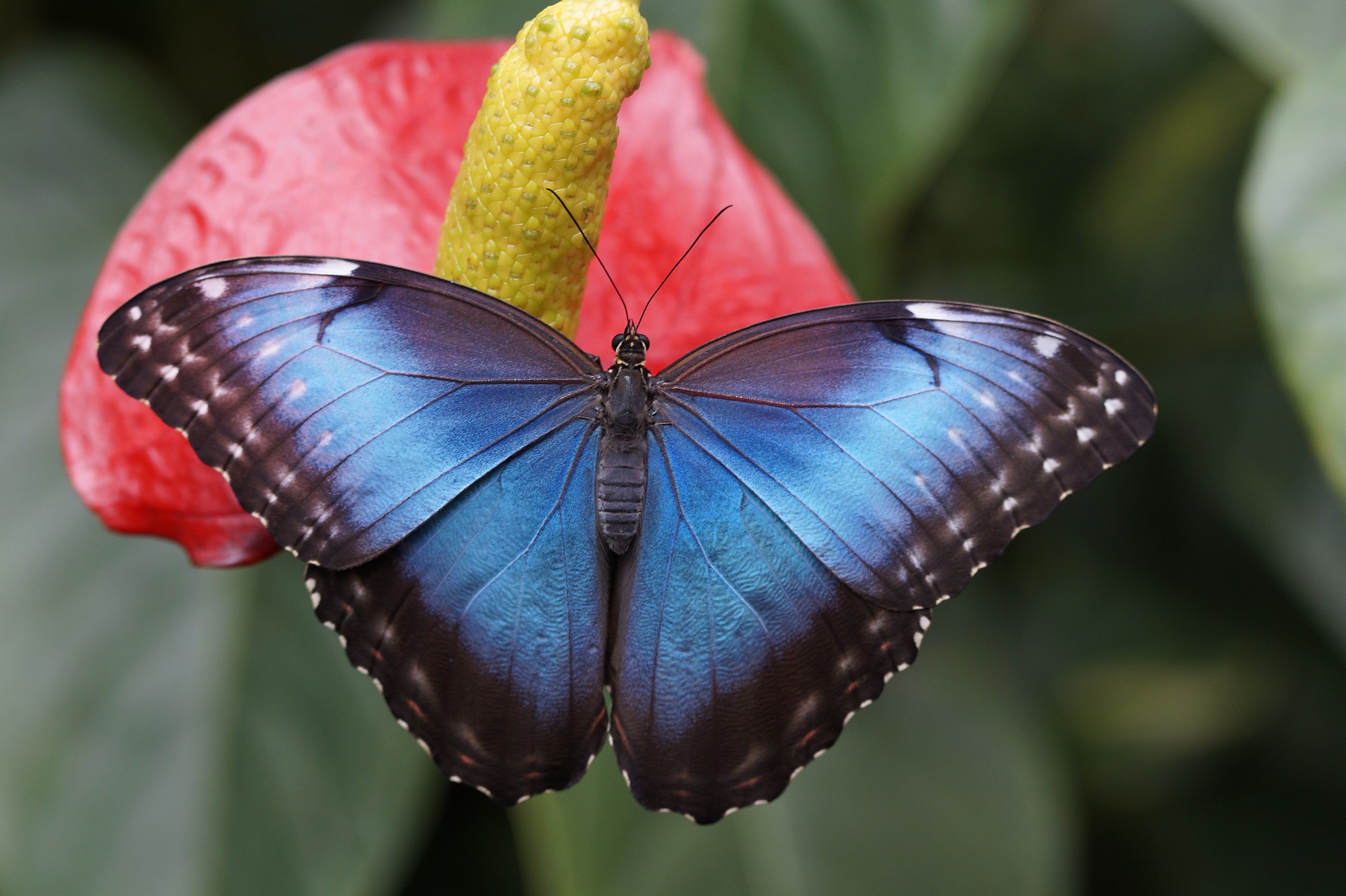 Тропические бабочки будут гостить в Салехарде до 19 мая