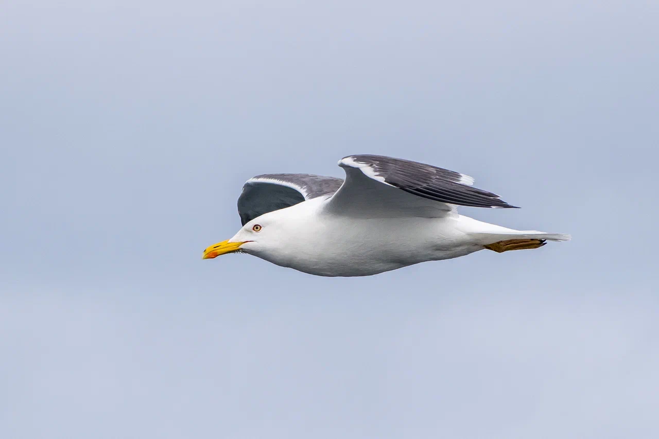 Птицы Карского моря