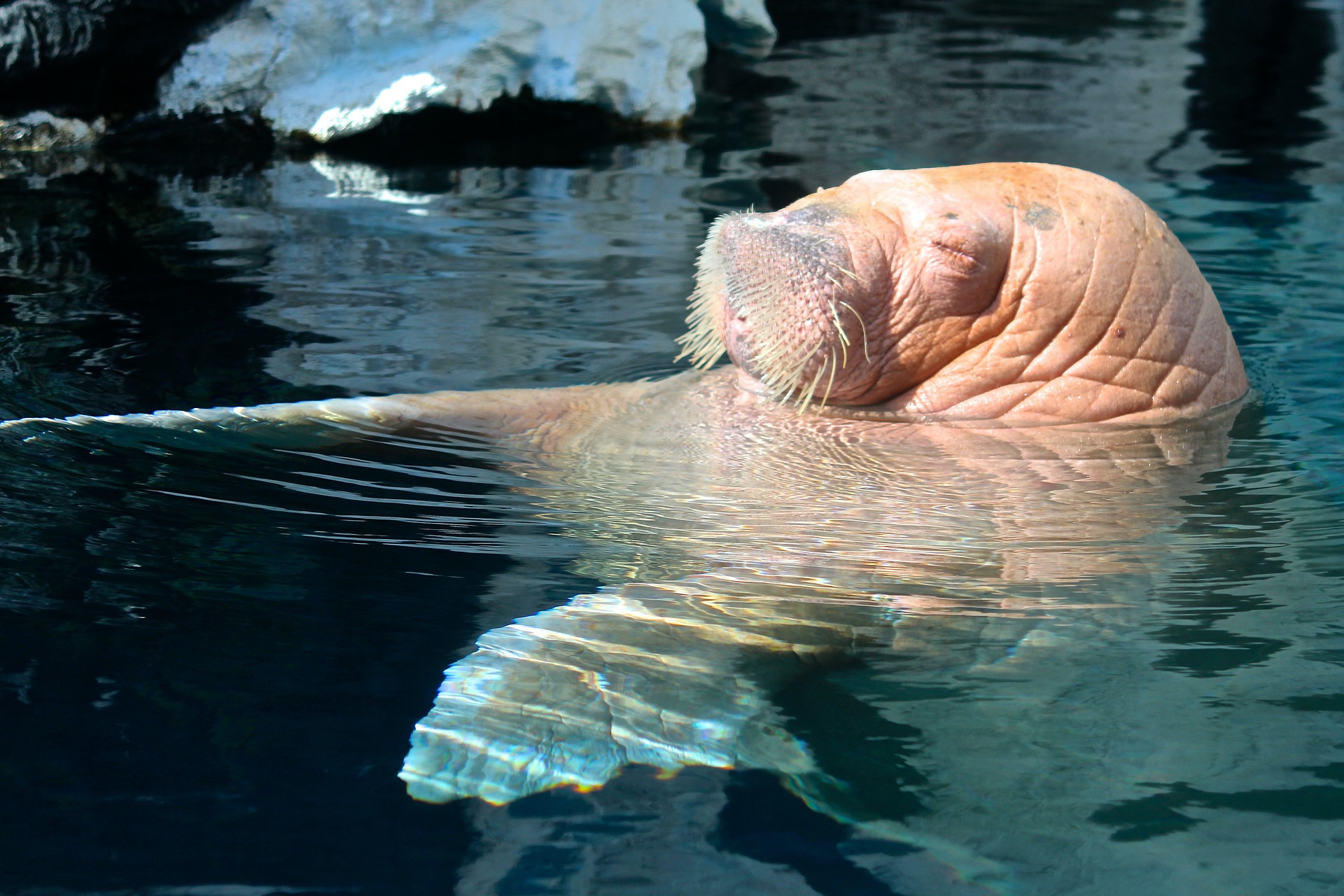 Аншлаги на острове Вайгач помогут защитить атлантических моржей