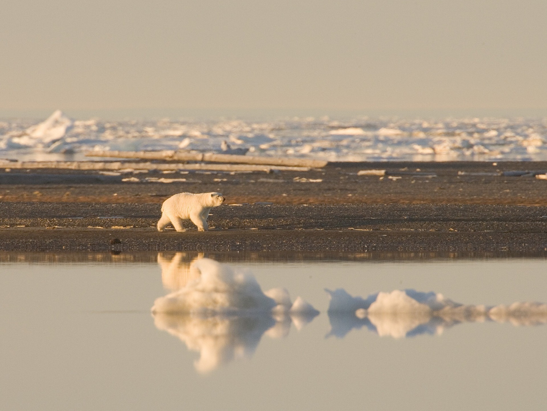 Арктика за неделю: беседа о важном, международное продвижение и вести науки 
