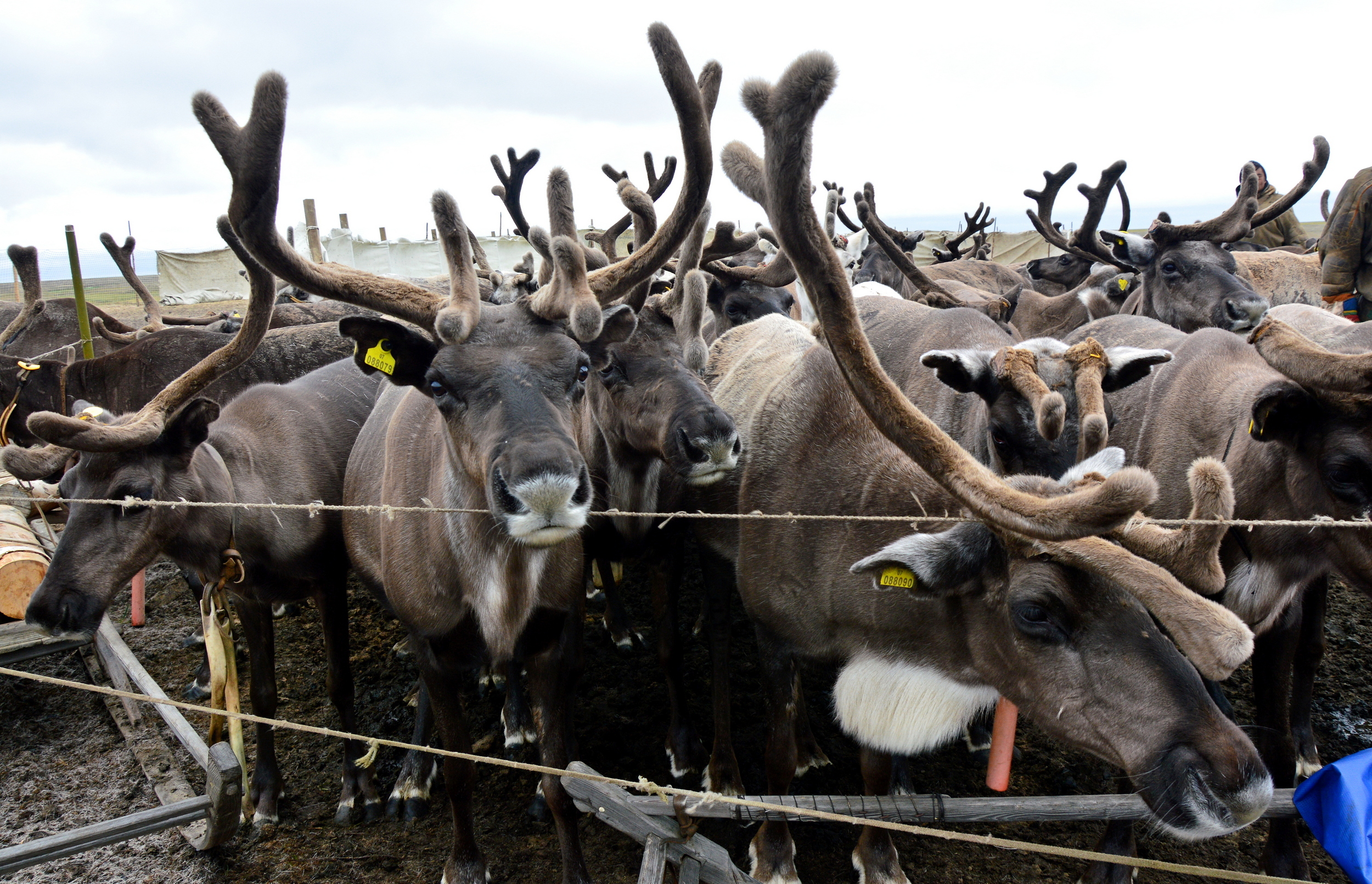 Поголовье домашних оленей в Тазовских тундрах вакцинировали от сибирской язвы
