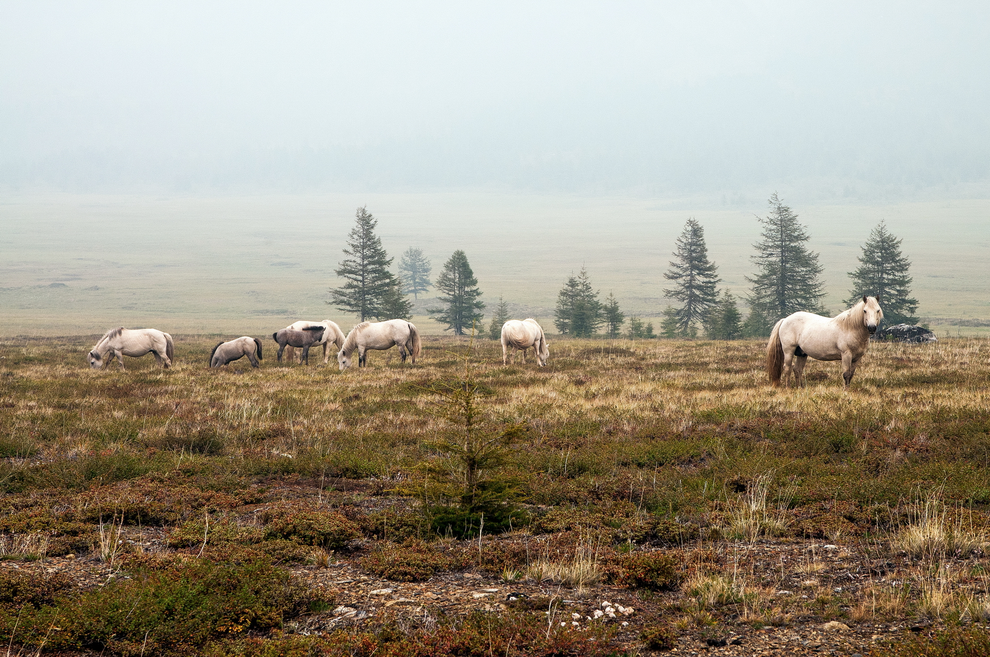 В Якутии подешевела икра лосося и подорожала конская печень