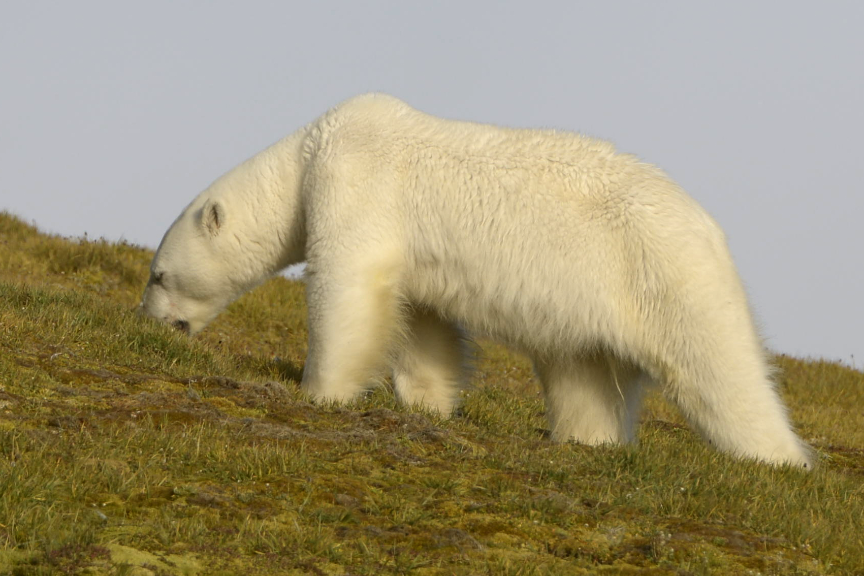 Трудная летняя жизнь белых медведей