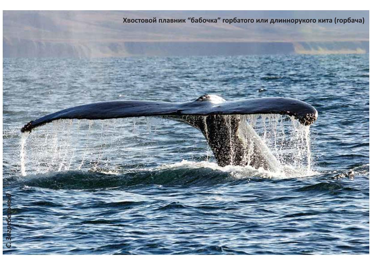Экология и ресурсы китообразных Чукотки