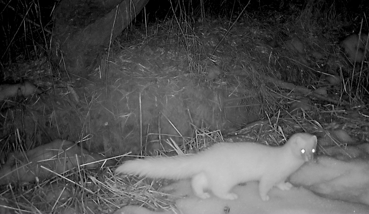 Забытый эксперимент: на Чукотке и в Якутии спустя 70 лет изучат популяцию опасного хищника, выпущенного в дикую природу