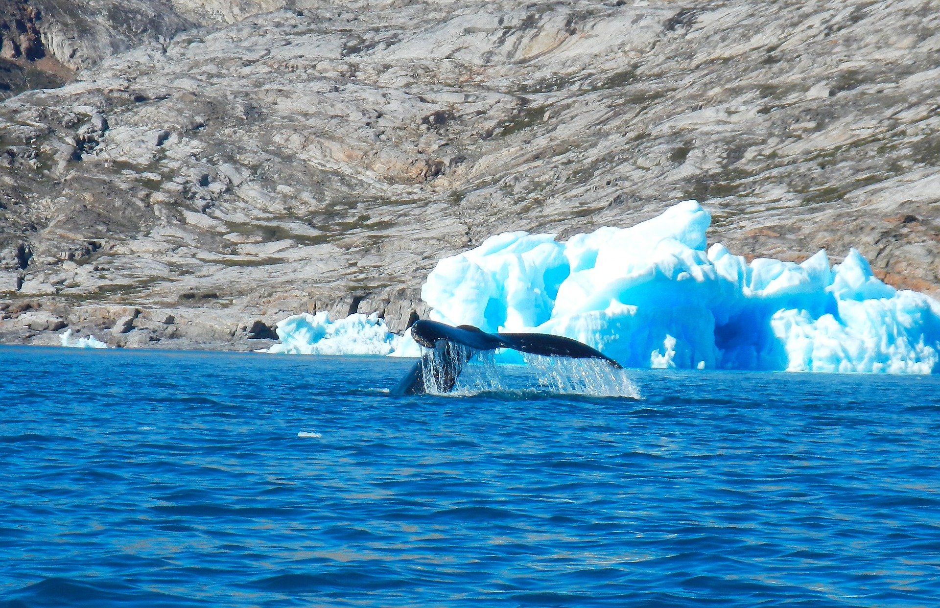 Арктика сегодня: устойчивое развитие, возвращение домой и актуальные расценки на Гренландию
