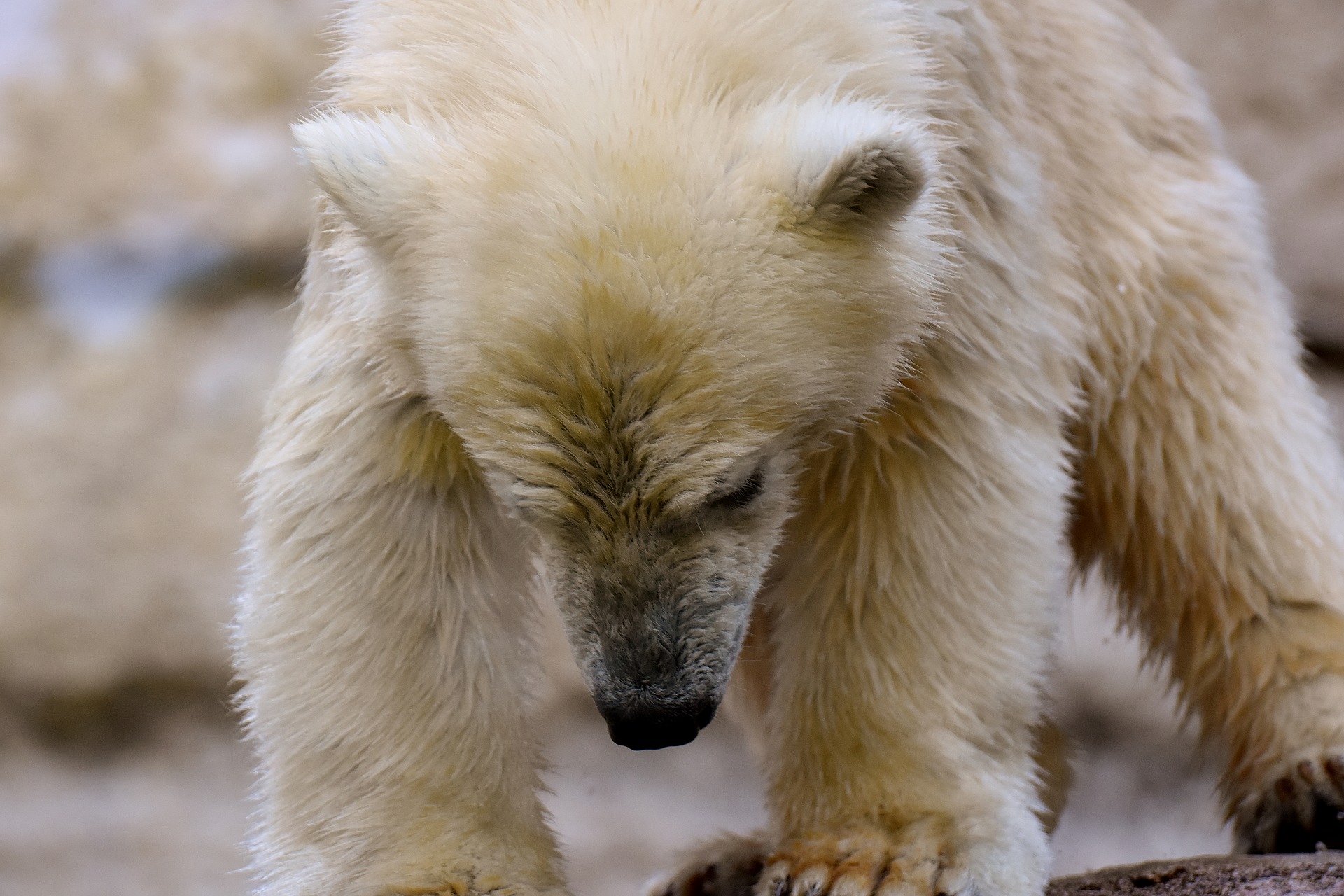 Белых медведей на Чукотке изучат с квадрокоптера