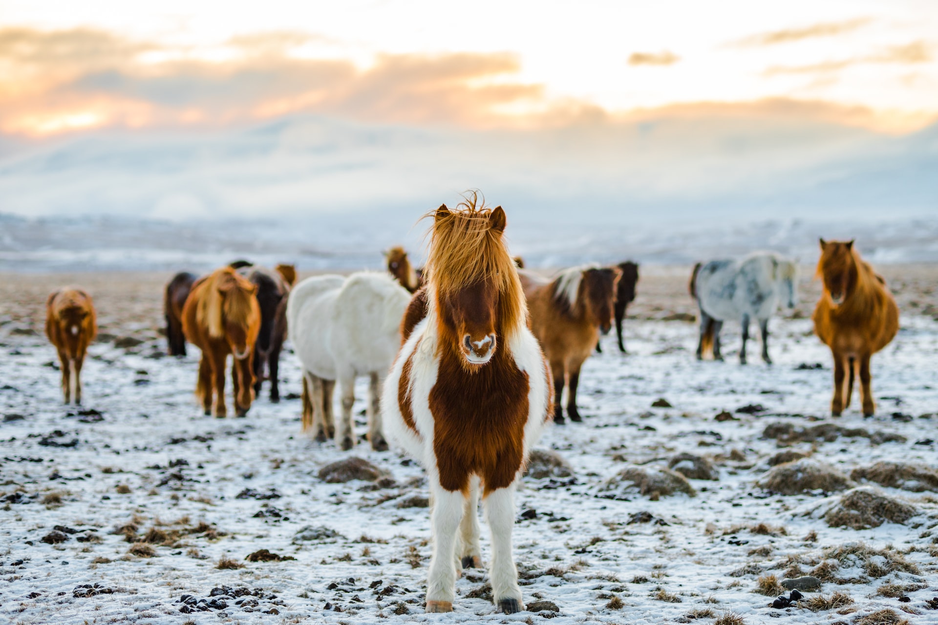 Появилось приложение для любителей исландских лошадей