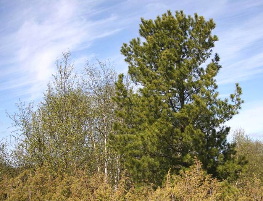 Вековая кедровая сосна из Арктики претендует стать главным деревом России