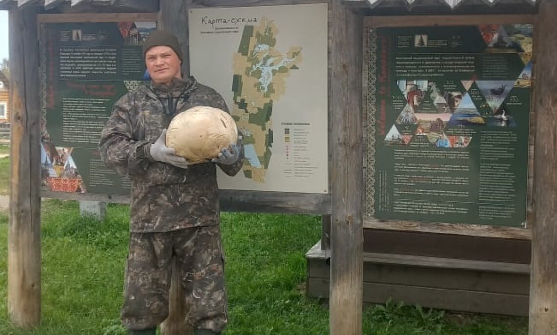 Самый крупный вид гриба в России впервые обнаружили в Архангельской области